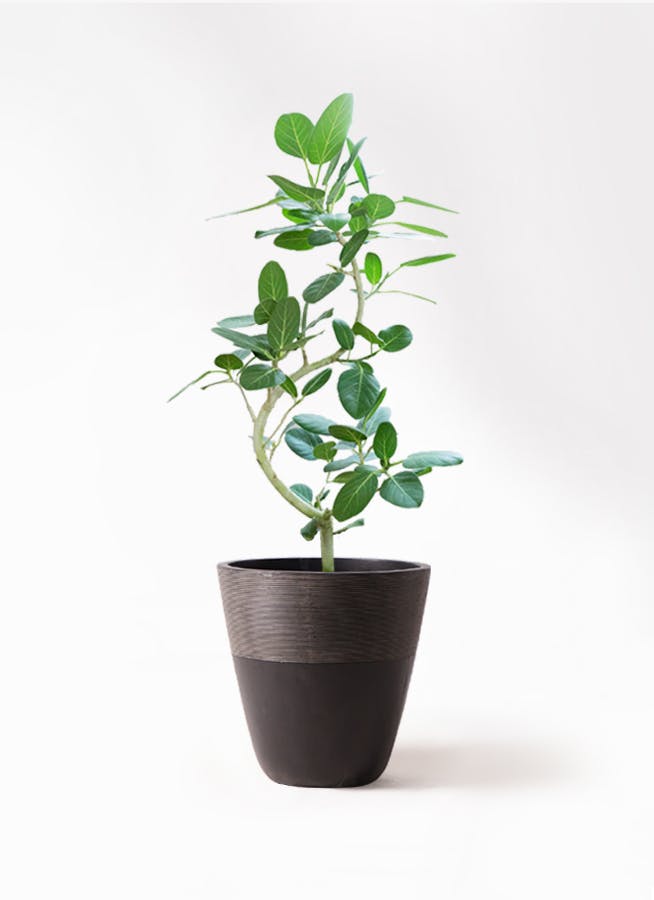 フィカス ベンガレンシス 8号 | 観葉植物通販 Hitohana（ひとはな）