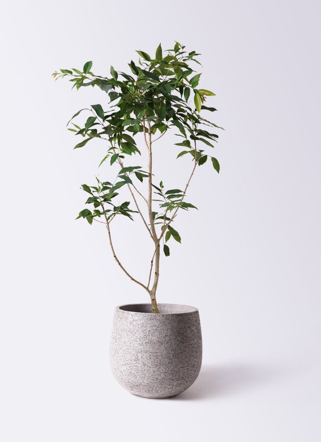 観葉植物 アマゾンオリーブ (ムラサキフトモモ) 10号 エコストーンGray