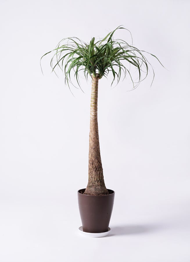 観葉植物 トックリラン ポニーテール 8号 竹バスケット 付き | 観葉