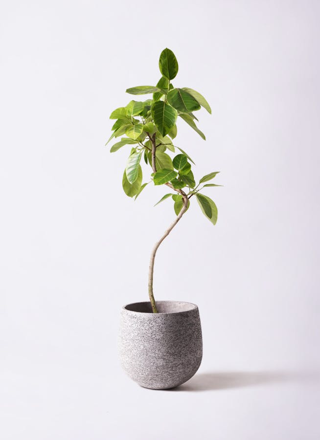 観葉植物 フィカス アルテシーマ 8号 曲り エコストーンGray 付き
