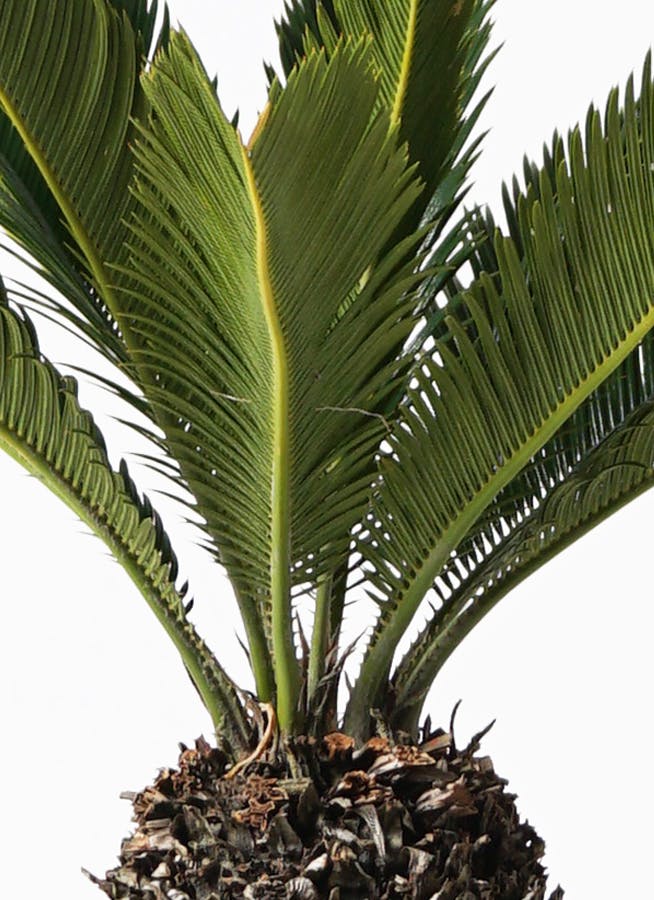 観葉植物 ソテツ 8号 プラスチック鉢 | 観葉植物ならHitoHana(ひとはな)