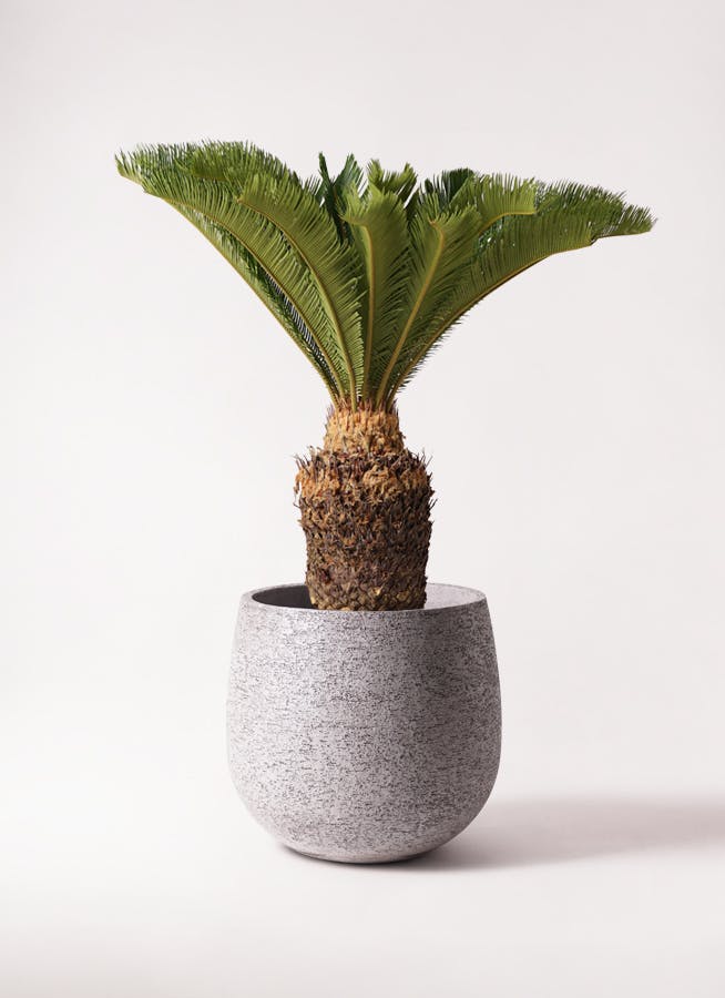 ソテツ | 観葉植物の通販ならHitoHana（ひとはな）