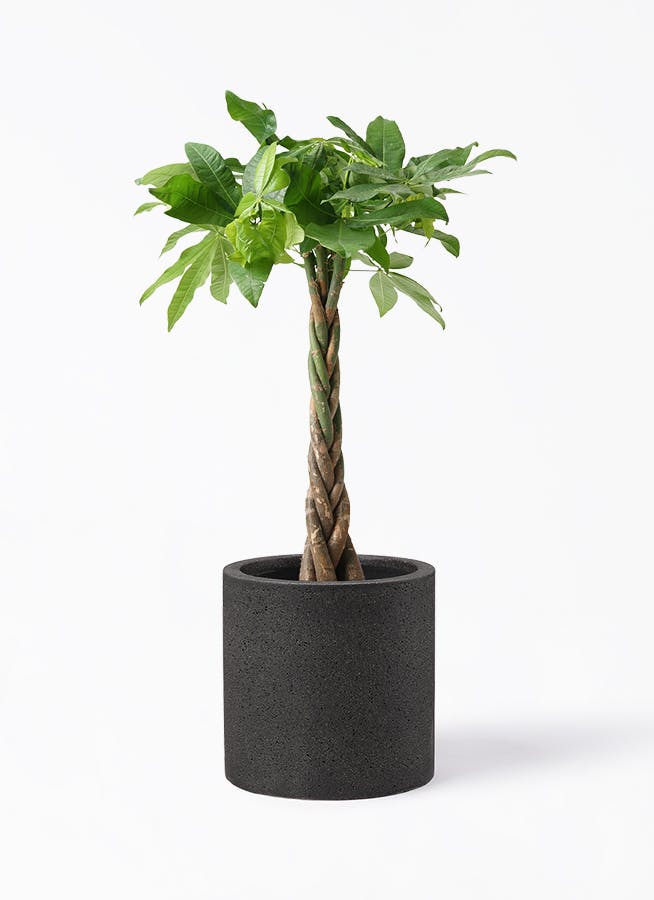 ブラヘア カルカレア シルバー 15号鉢つき 特大レア株❗売り切り特価