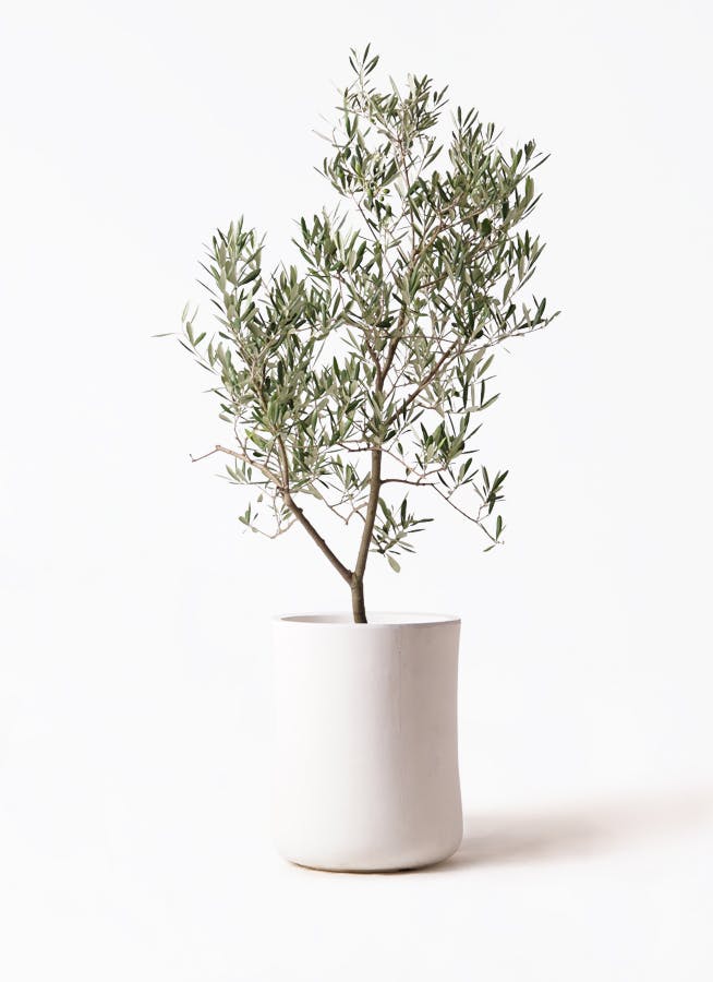 観葉植物 オリーブの木 8号 デルモロッコ バスク ミドル ホワイト 付き