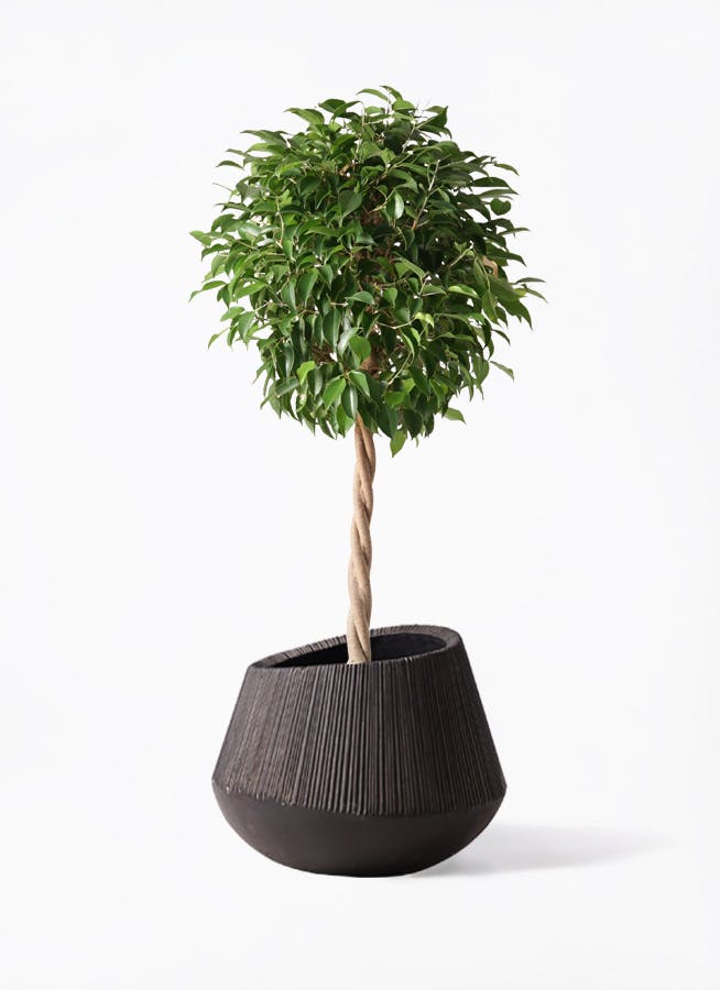 フィカス ベンジャミン 8号 | 観葉植物 | インテリアやギフトに