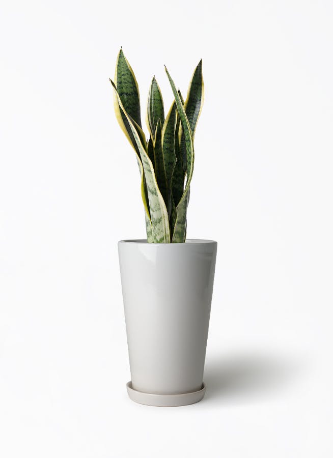 観葉植物 サンスベリア 6号 トリファッシアータ ラウンド 付き | 観葉