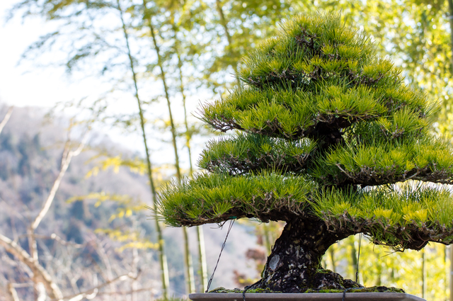 初めて仕立てる黒松の模様木｜盆栽｜趣味時間
