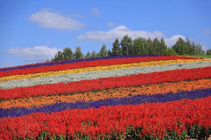 美瑛「四季彩の丘」散策ガイド｜丘に広がる”虹色のカーペット”