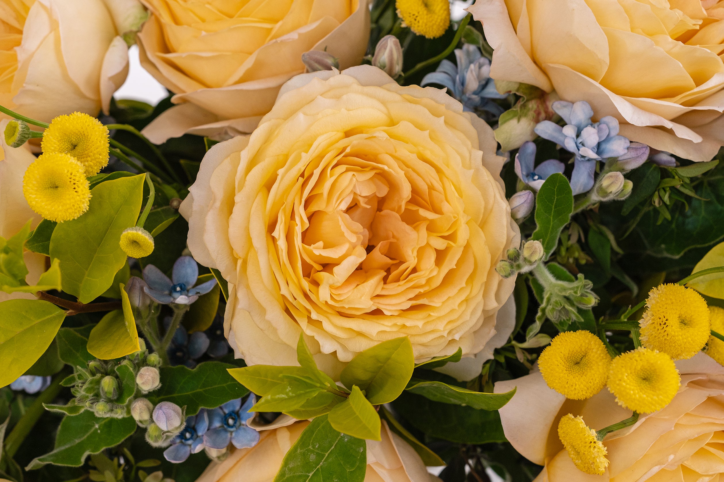 Deluxe & Princess Garden Roses - Caramel Antike | Hope Flower Farm