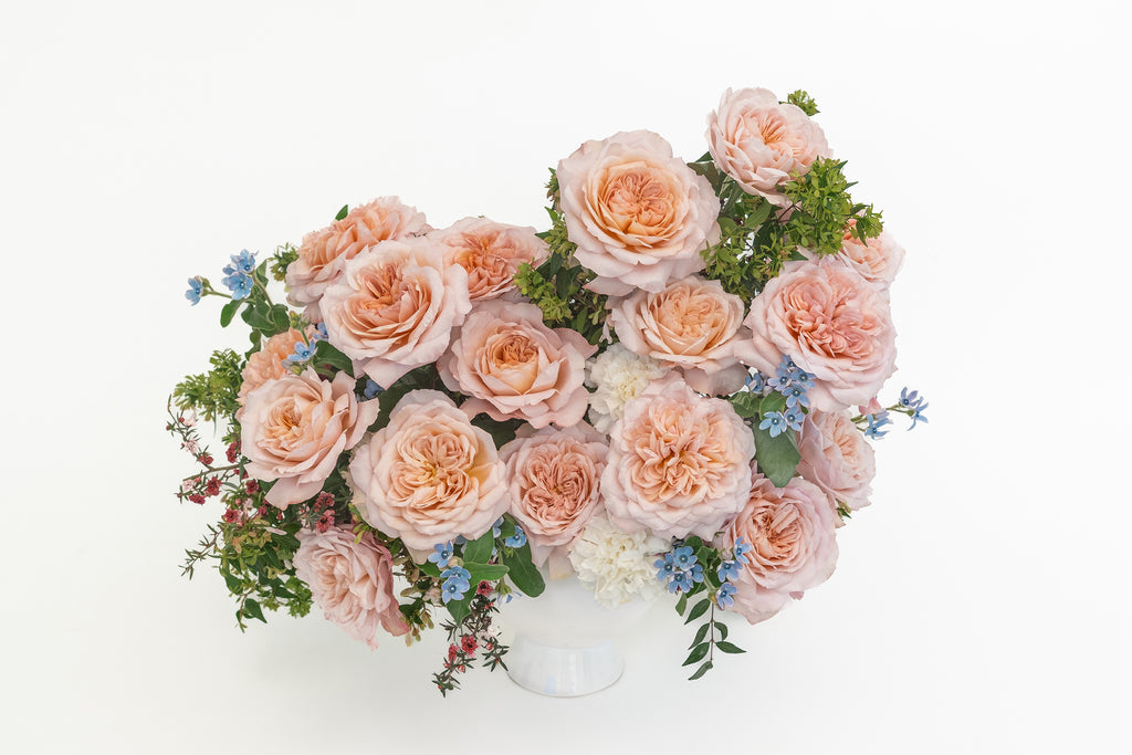 Deluxe & Princess Garden Roses - Miyabi Brown | Hope Flower Farm