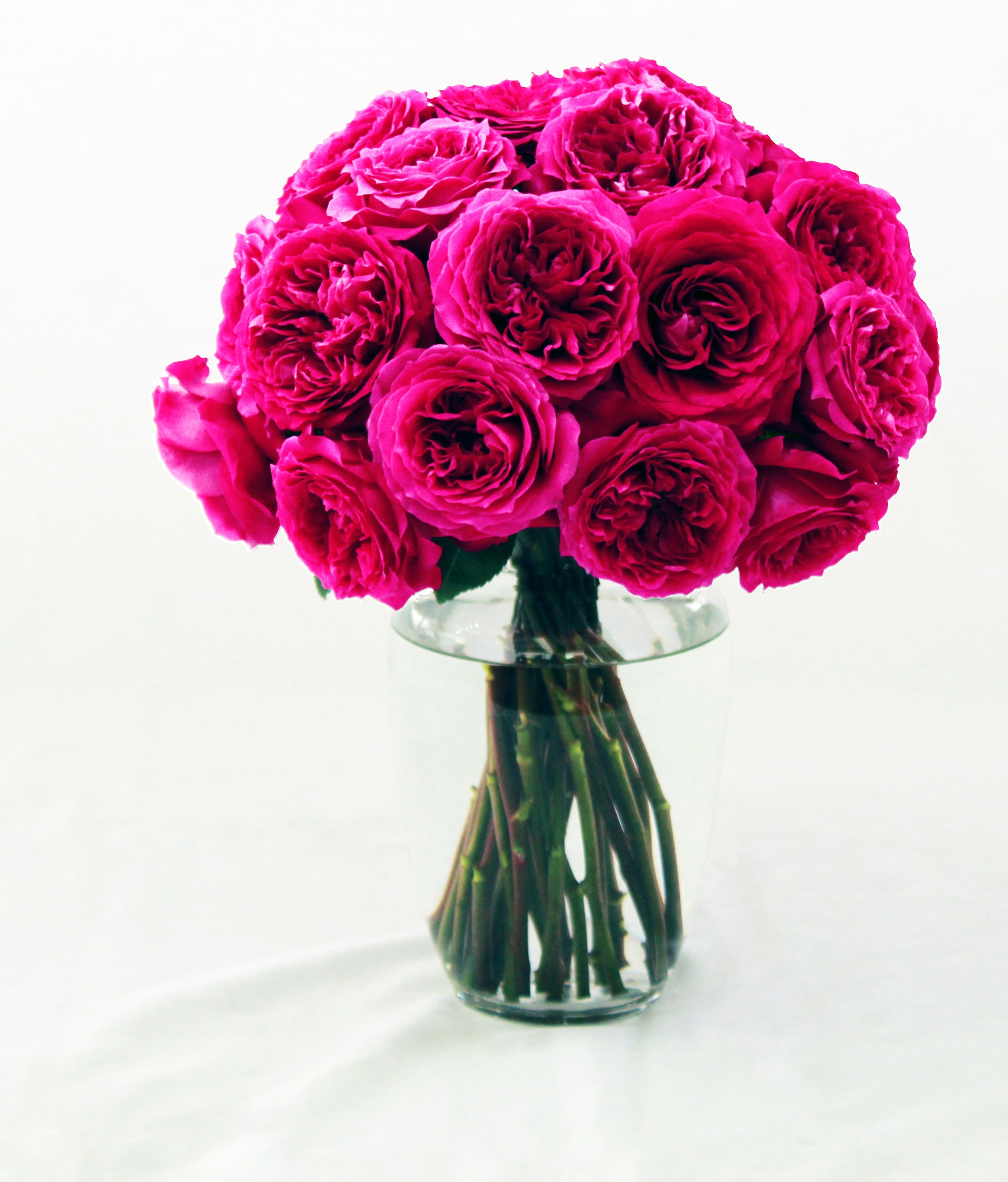 Hettie David Austin Garden Rose | Hope Flower Farm