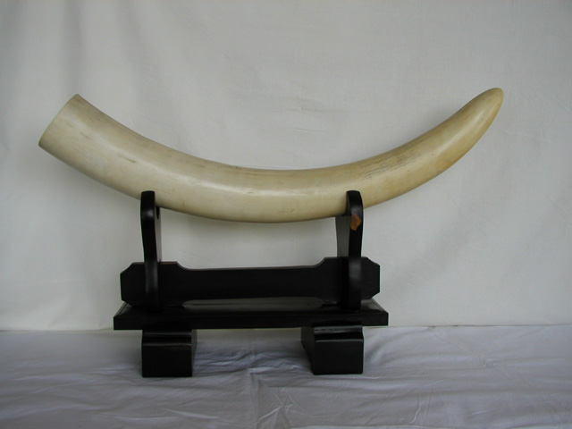 0366 象牙の原木 アフリカ象 本象牙 1本(上質)と飾り台(黒檀製)の