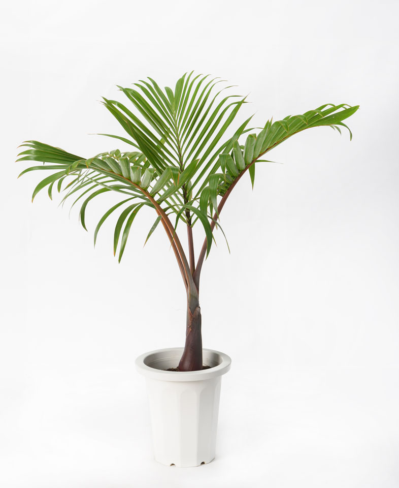 トックリヤシ | いぶすき観葉植物｜観葉のまち指宿