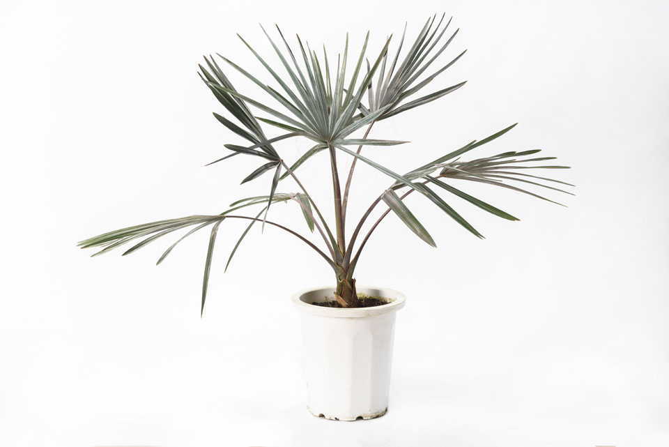 ビスマルキア | いぶすき観葉植物｜観葉のまち指宿