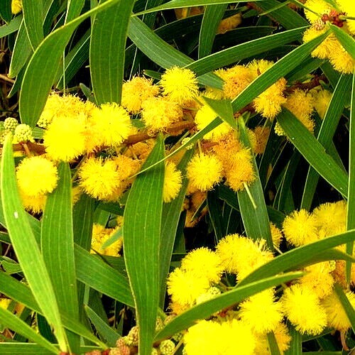 10 FORMOSAN KOA TREE SEEDS (Acacia confusa) Fast Growing Flowering