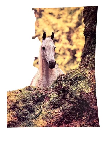 Eggleston, William - Horses and Dogs (Photographers at Work) | eBay