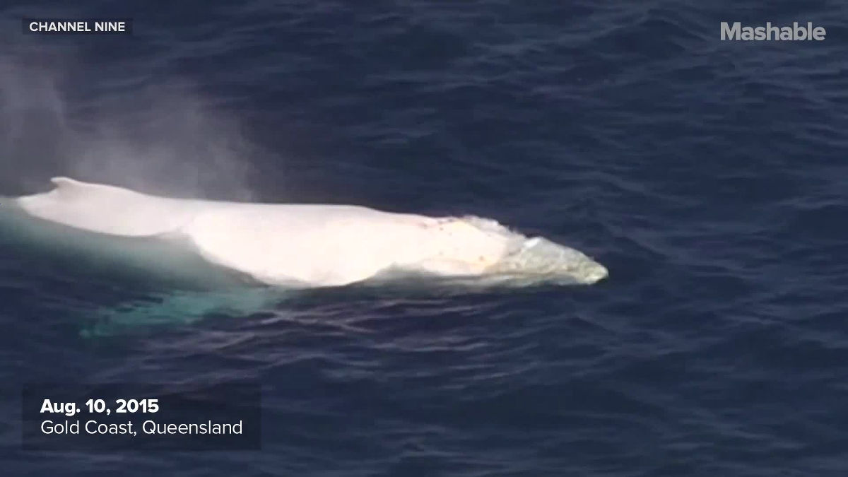 幻の「白い鯨」を捉えた貴重な映像＆写真集 - GIGAZINE