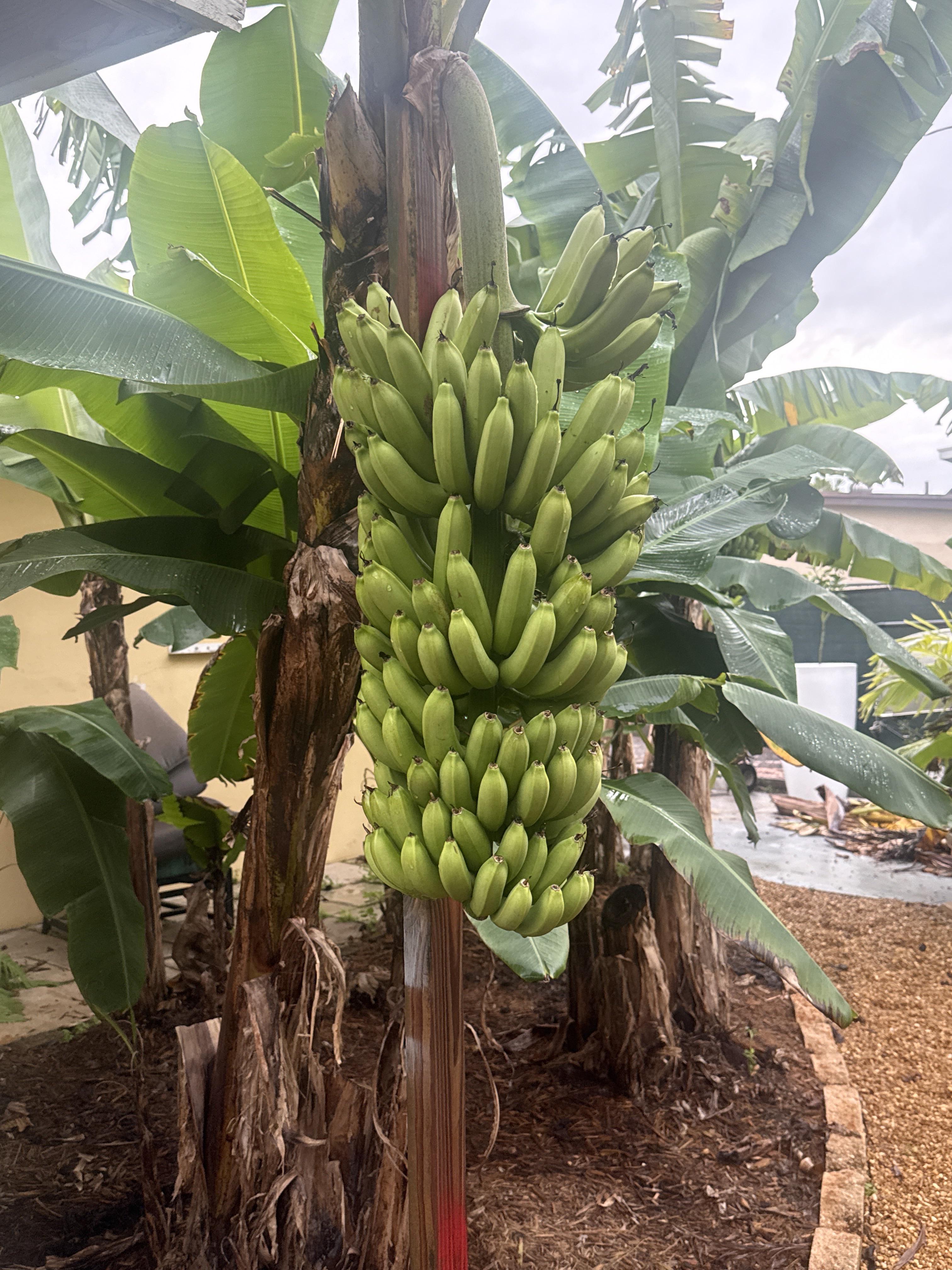 Bananas! : r/FloridaGarden