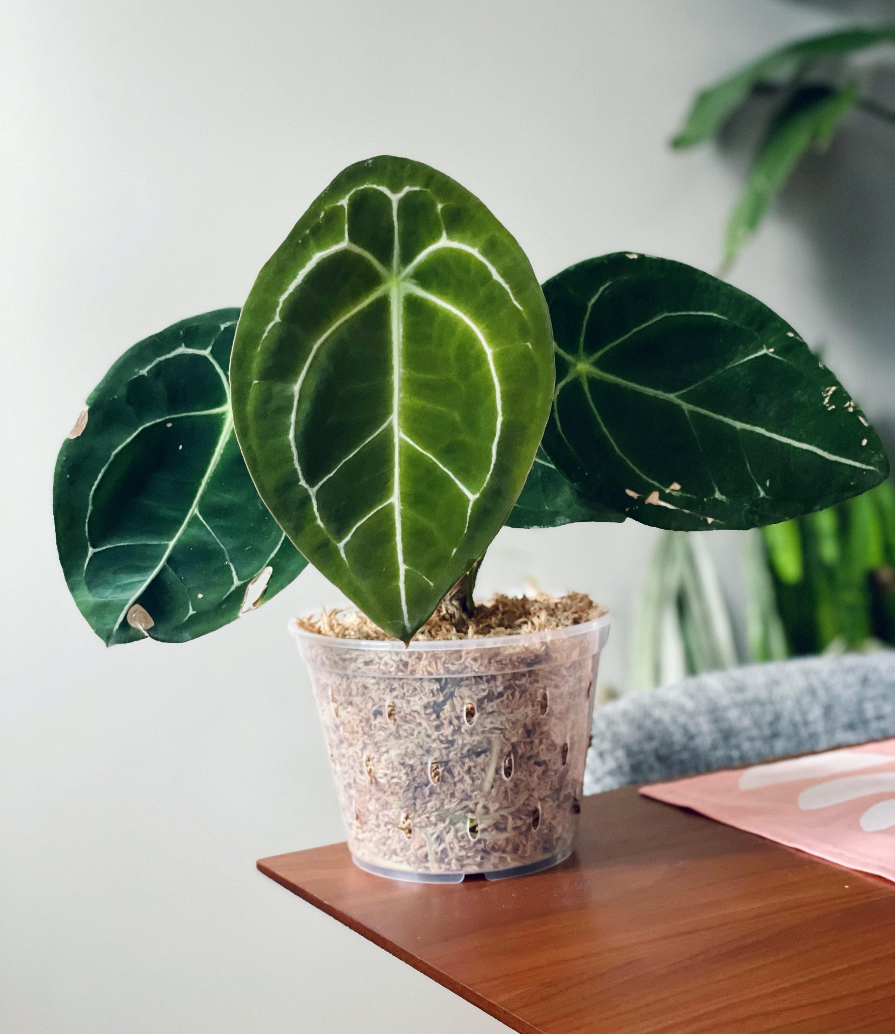 Anthurium Forgetii 'White Stripes'. : r/Anthurium