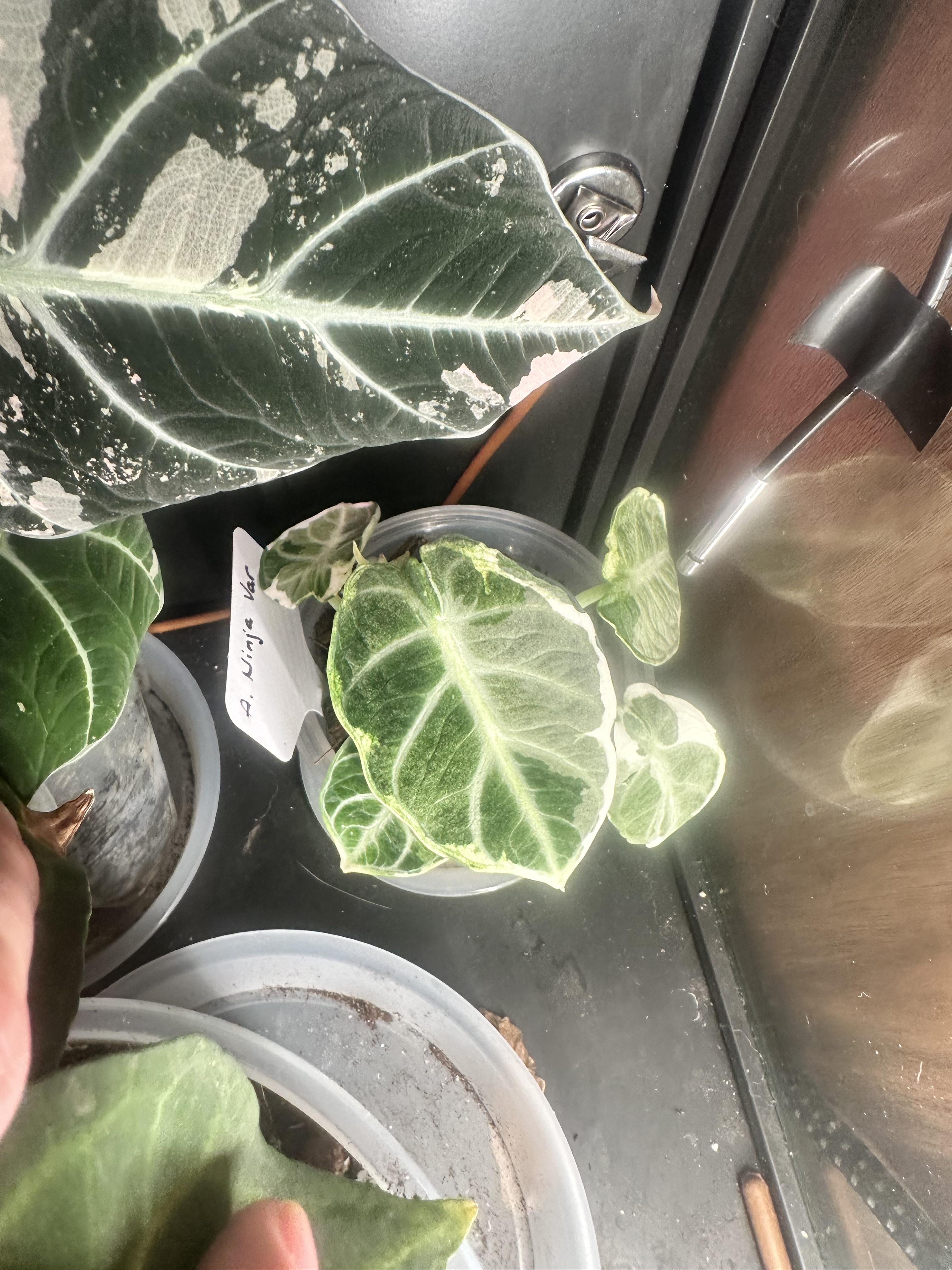 アロカシア ニンジャ アルボ バリエガータ - これが普通の見た目？この