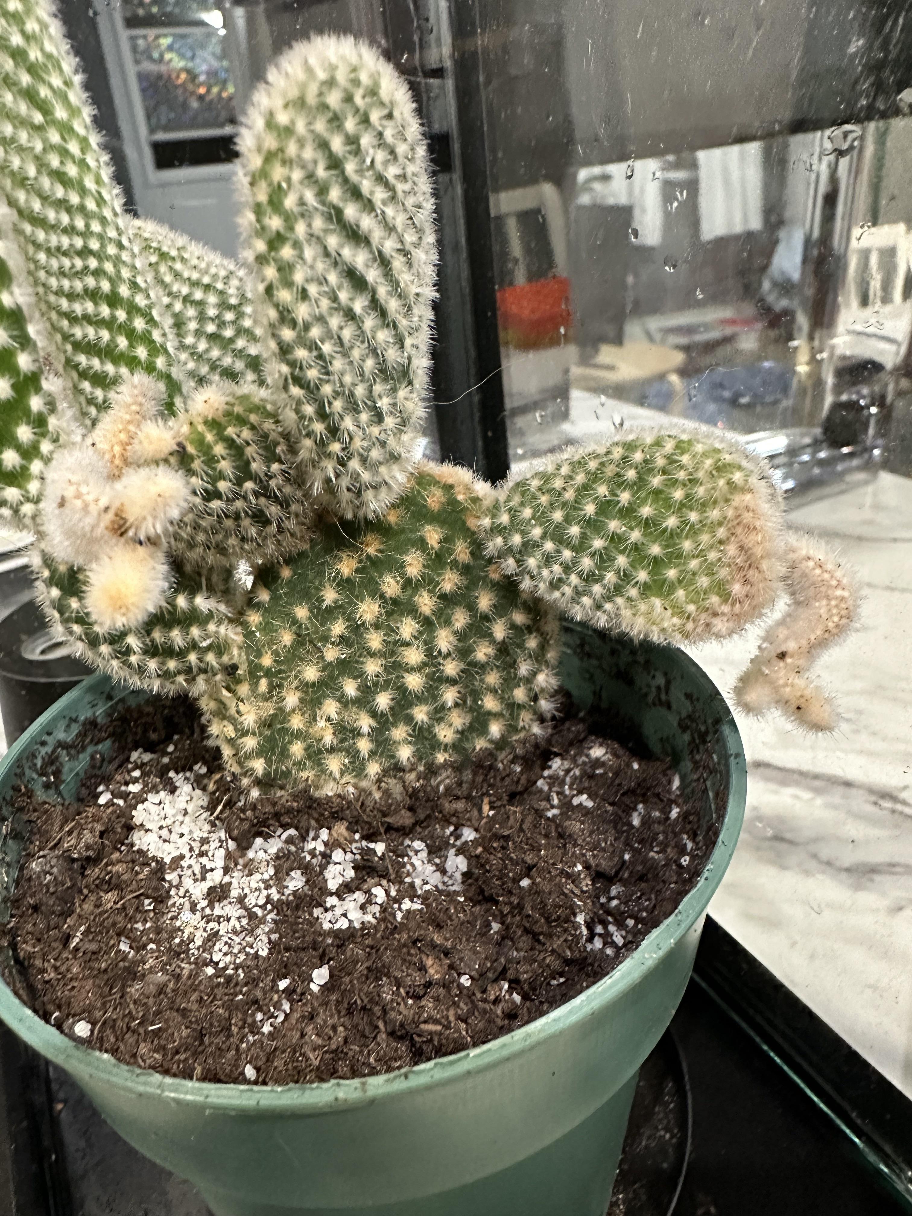 お願い、ウチワサボテン（Opuntia microdasys）を助けて！ : r/houseplants