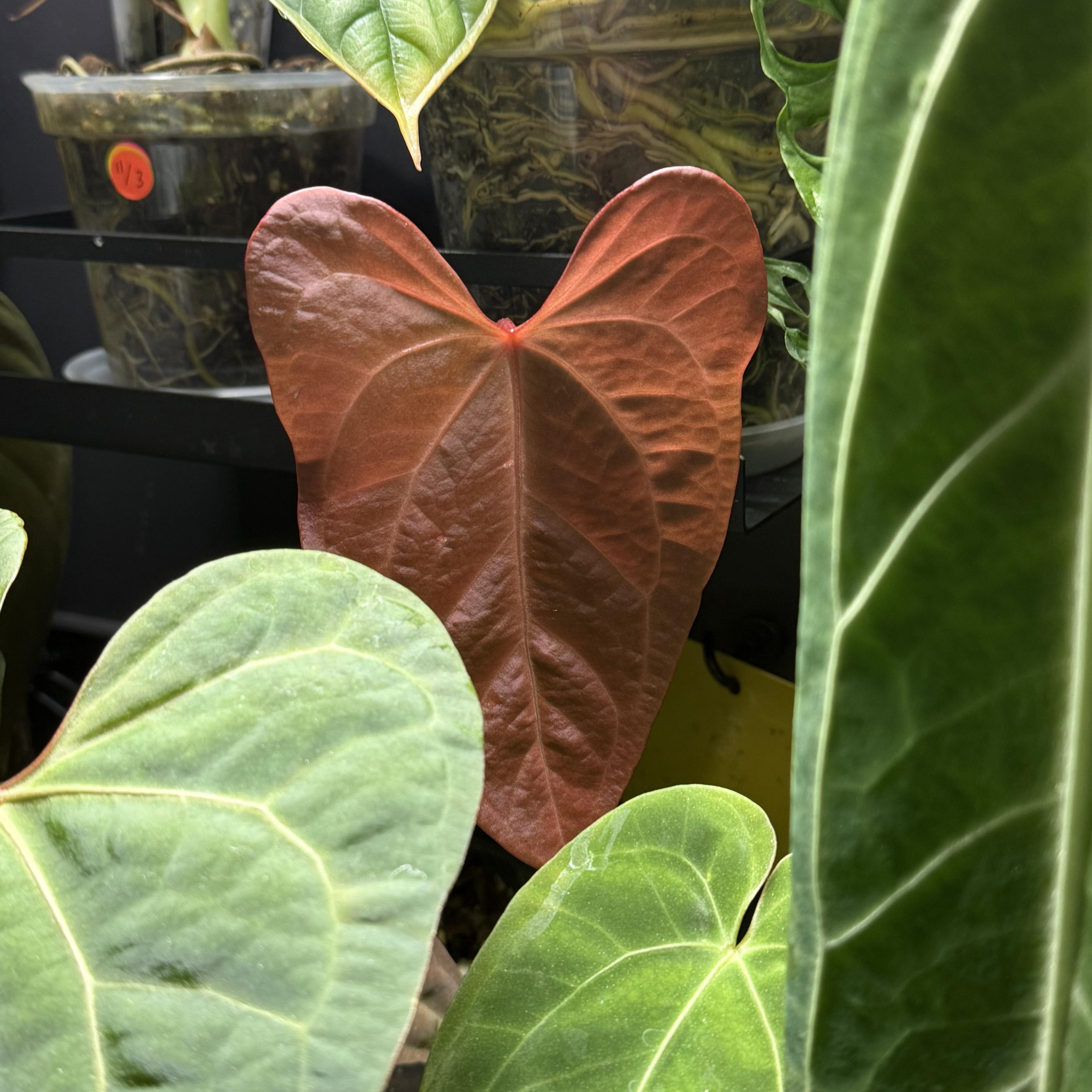 A. Indo Portillae x Papillilaminum X-One : r/Anthurium