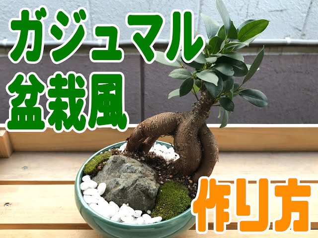 パパチャンネル【ガジュマル盆栽風仕立て】 - YouTube