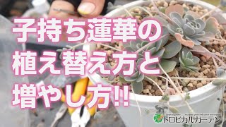 2024.04.23【多肉植物】子持ち蓮華の植え替え方と増やし方
