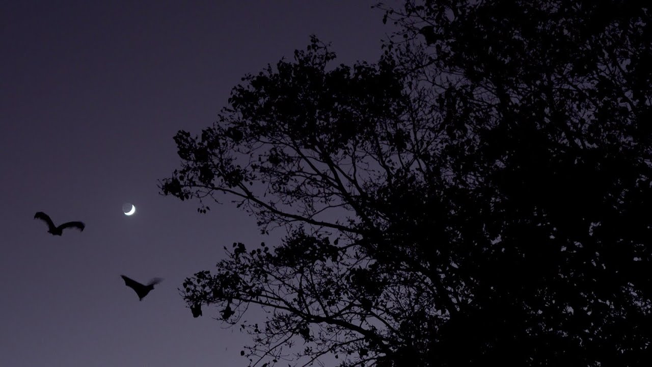 オガサワラオオコウモリの乱舞 】世界自然遺産・小笠原諸島 【 Bonin