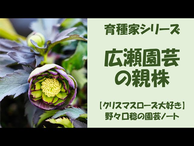 2025.1.31 広瀬園芸の親株 - YouTube