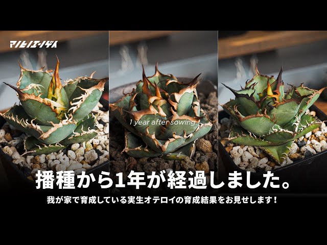 One Year After Growing from Seed] How did the seedling Oteroi grow