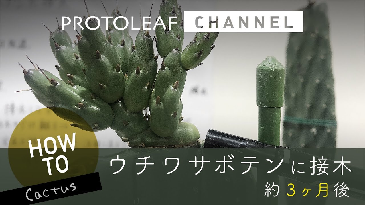 ガーデニング】ウチワサボテンに接木 ー約3ヶ月後ー - YouTube