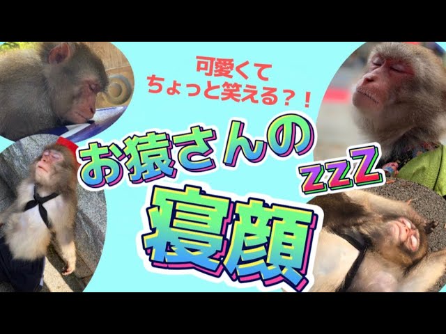 おもしろ可愛い！？】お猿さんの寝顔特集Zzz - YouTube