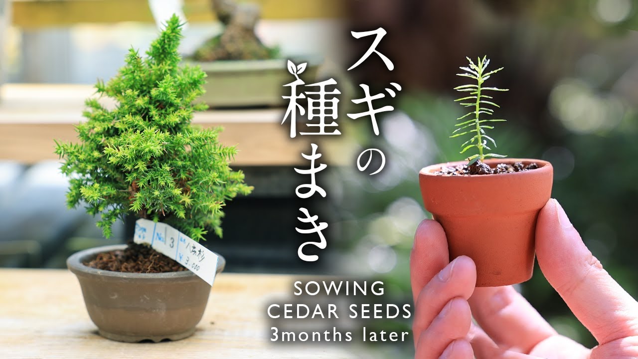 Seeding of CEDER ～ 3 months growth record【Bonsai diary 7/30】How