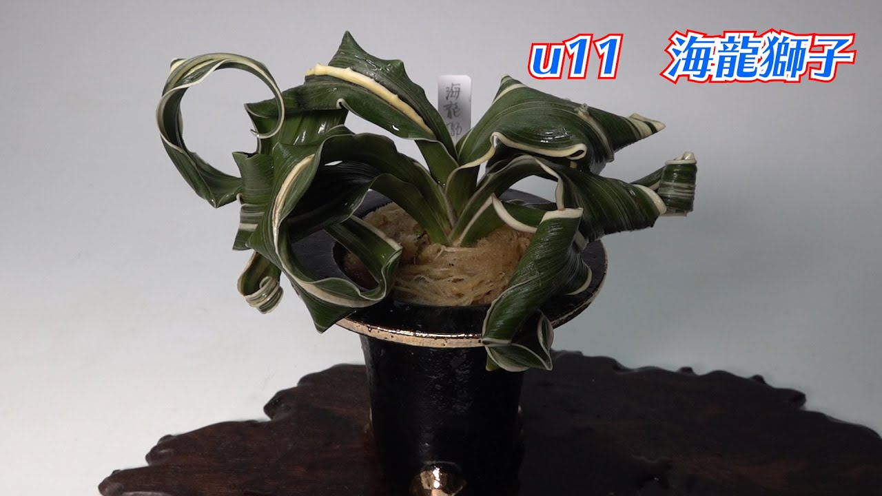 万年青おもと】角巻の獅子オモトを麒麟系と呼びます！麒麟系の最高峰