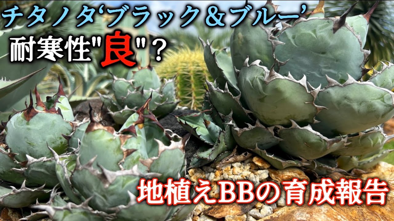 アガベ・チタノタ ブラック＆ブルー】人気のBBをLEDではなく地植えで