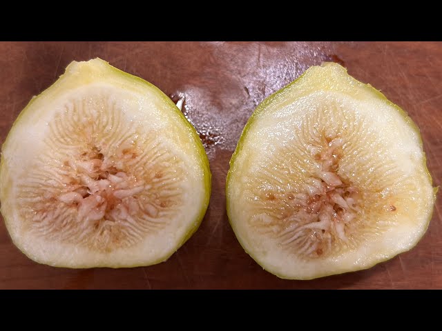 イチジク】 イチジク食レポ Constantine de Algerie (CdA) 大きい割に