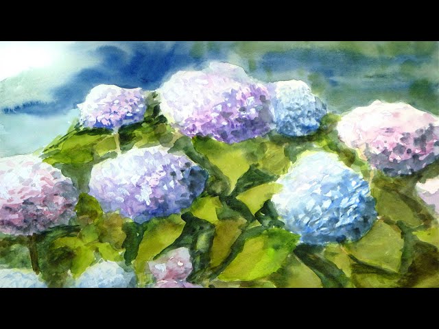 紫陽花 あじさい 【透明水彩】 ／ Hydrangea 【Watercolor】 ／梅雨の