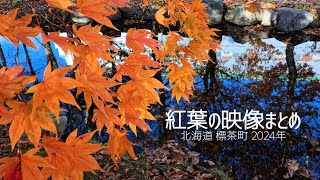 2024年標茶町】紅葉の色付きから落葉までのまとめ【カメラ : Insta360
