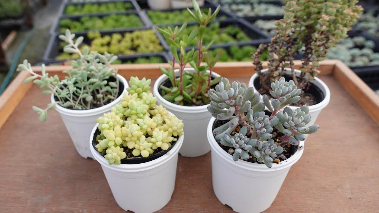 94 [Re-tailoring for autumn. It will grow even cuter] For those