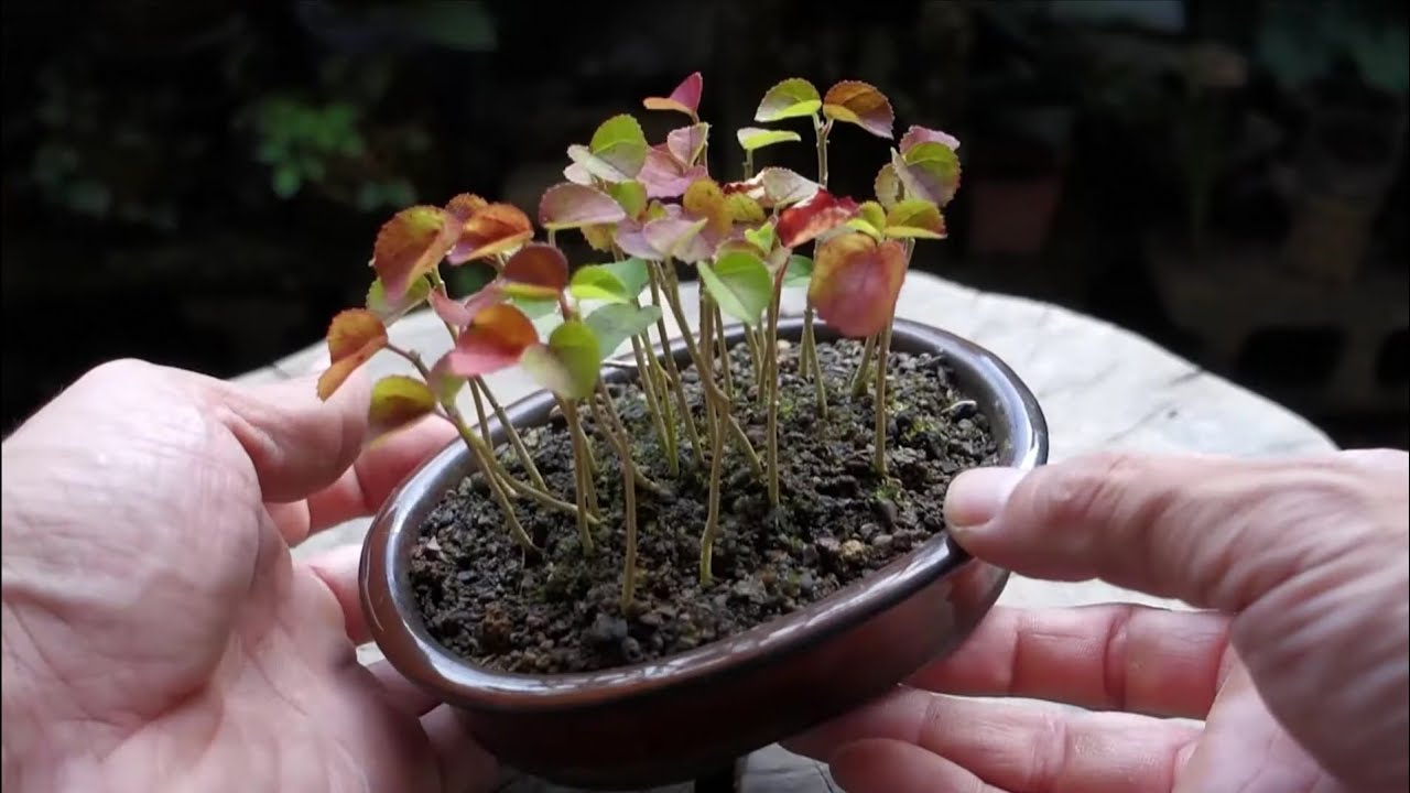 Bonsai diary】種まきして寄せ植えを作る（ハマボウ） ♯240 - YouTube