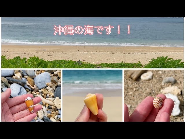 遠征/沖縄の海で貝殻拾い/ロウソクガイ/タガヤサンミナシ