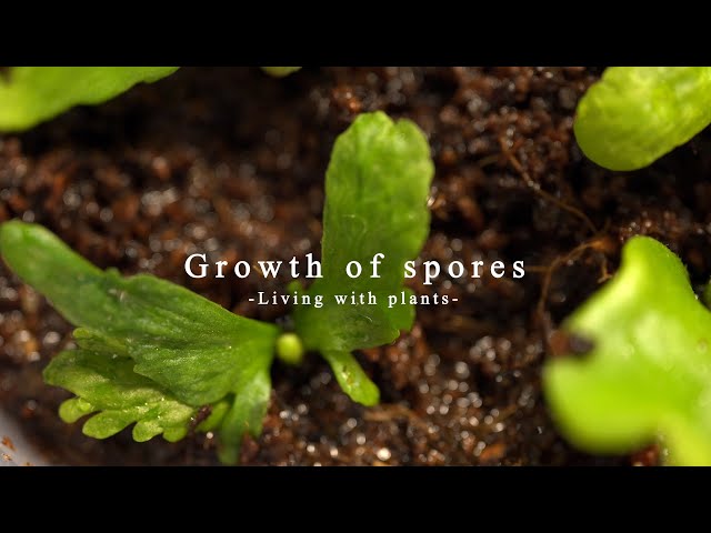 ビカクシダ胞子培養からの鉢上げ/Growth of spaces【植物と暮らす