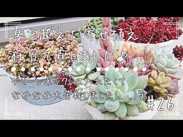 ミソップさん苗とつぶつぶ屋さんのエケ購入できました〜#93 - YouTube