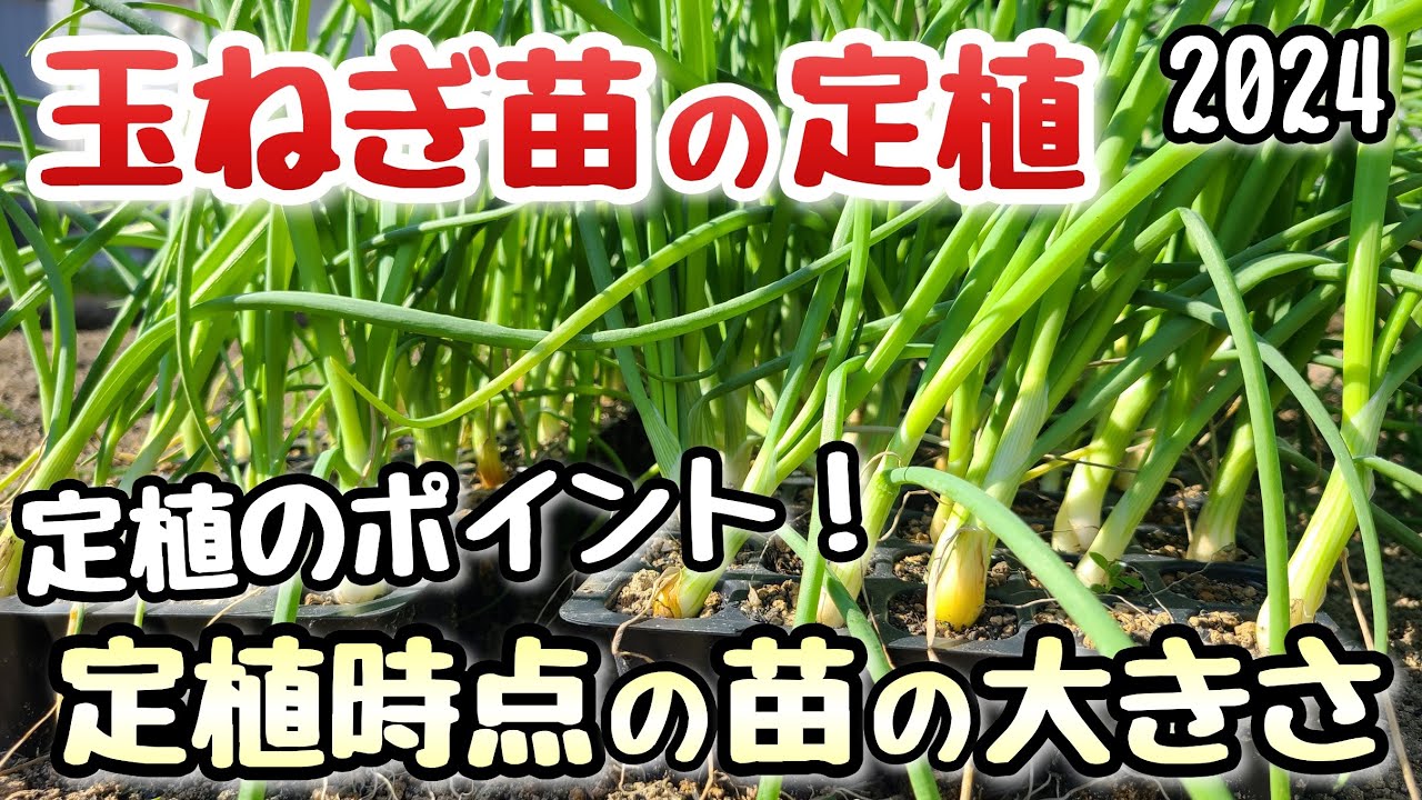 Onion] Seedling size, planting time and planting points 2024 - YouTube