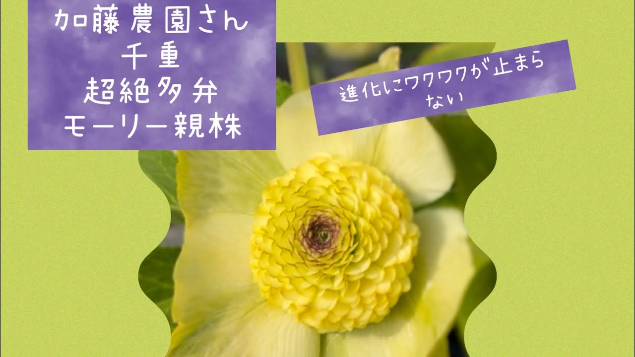 加藤農園さん 千重 超絶多弁 親株モーリー クリスマスローズの進化に
