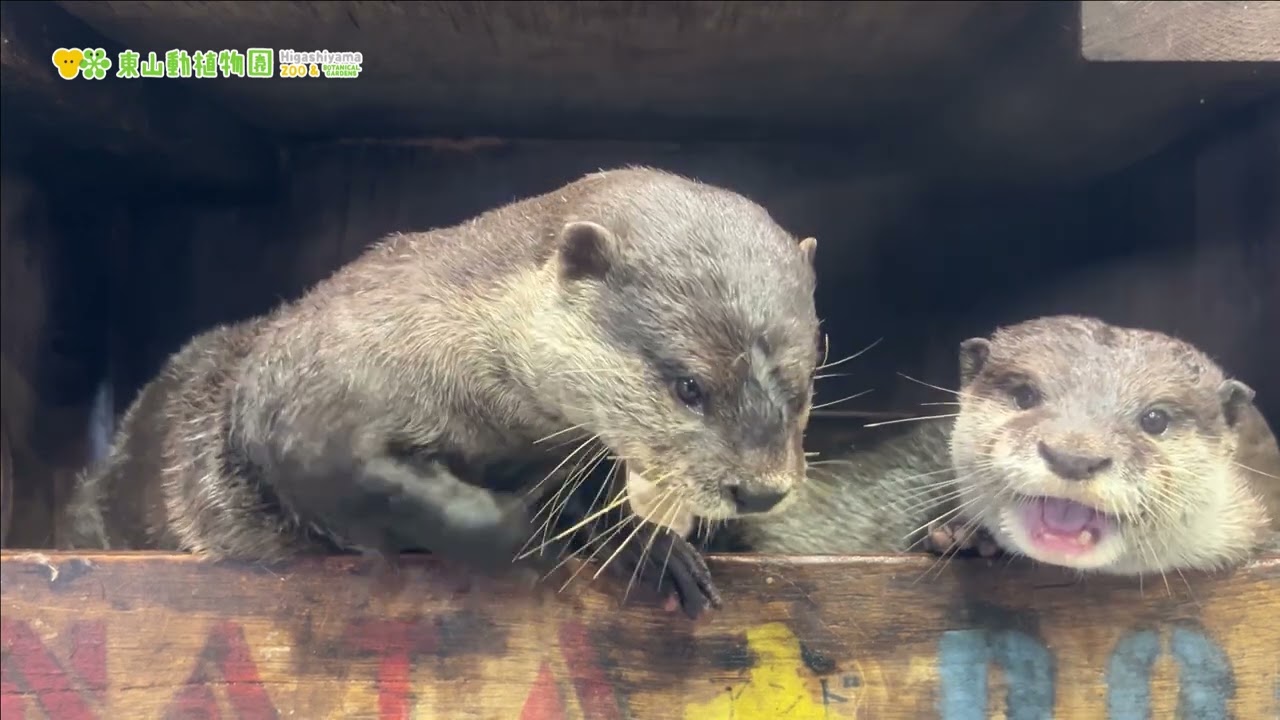 東山動植物園公式】休園日も仲良し《 コツメカワウソ カワウソ