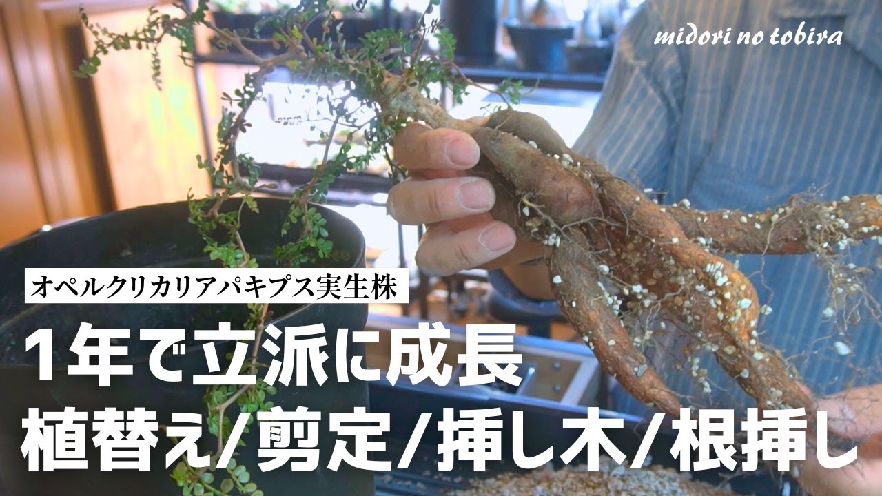 One-year growth record of Pachypodium seedlings and second season