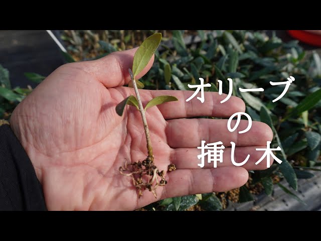 オリーブを挿し木する。 - YouTube