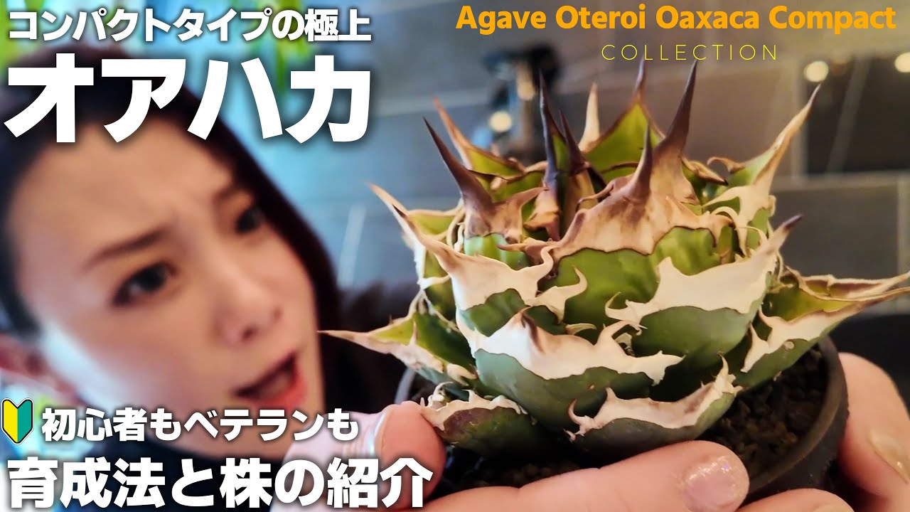 アガベオアハカ】プラ鉢サイズ16株と育成方法 オアハカをカッコ良く